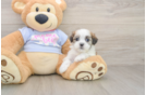 Best Teddy Bear Baby