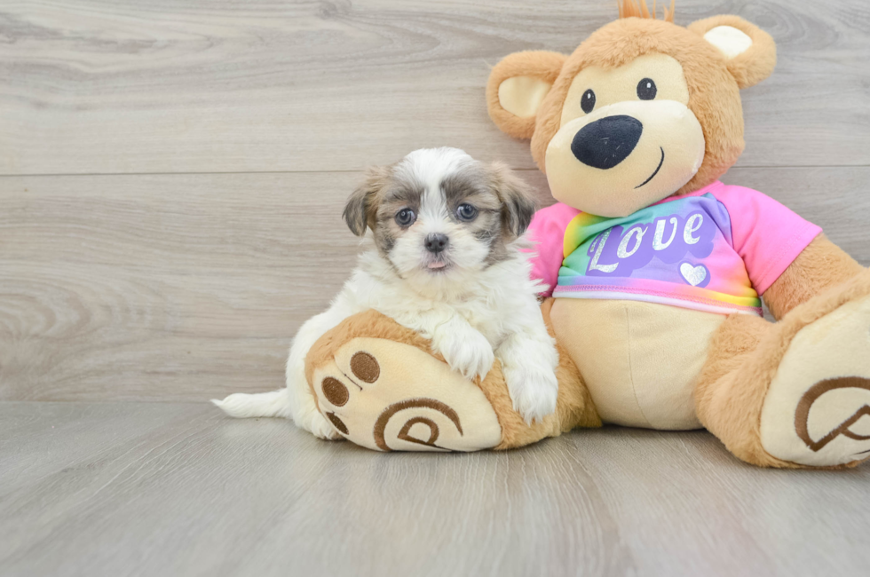 8 week old Teddy Bear Puppy For Sale - Puppy Love PR