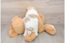 Cute Teddy Bear Baby