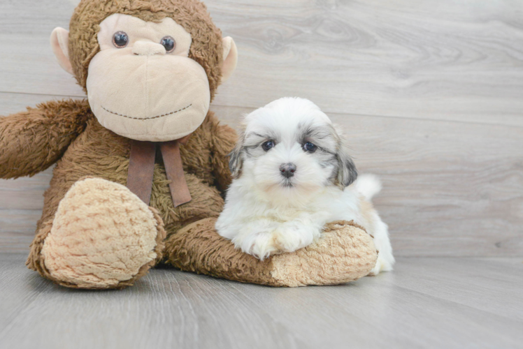 Meet Alexis - our Teddy Bear Puppy Photo 1/3 - Puppy Love PR Best Teddy Bear Baby