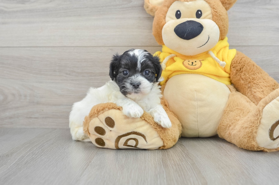 6 week old Teddy Bear Puppy For Sale - Puppy Love PR