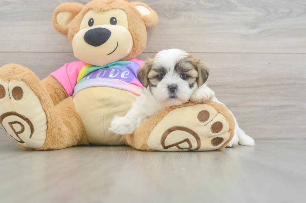5 week old Teddy Bear Puppy For Sale - Puppy Love PR