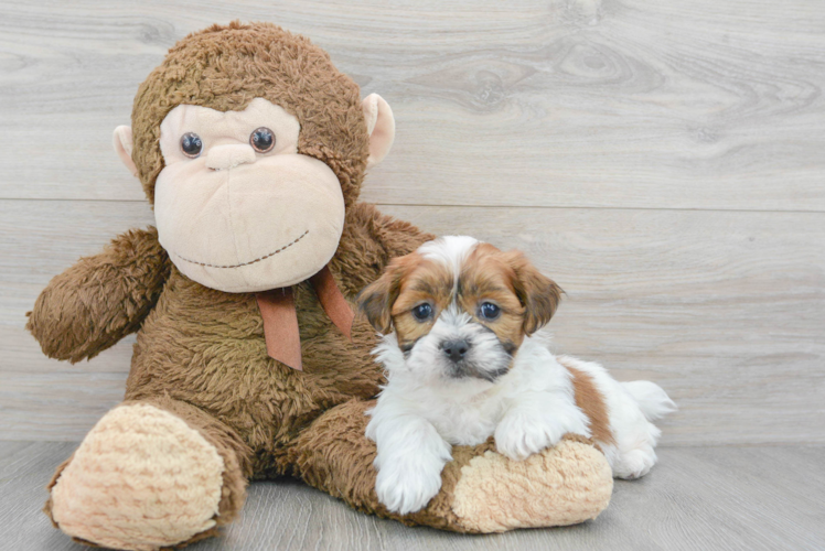 Meet Alvin - our Teddy Bear Puppy Photo 1/3 - Puppy Love PR Best Teddy Bear Baby