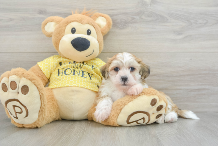 Teddy Bear Pup Being Cute