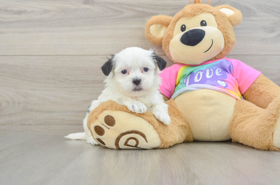 5 week old Teddy Bear Puppy For Sale - Puppy Love PR