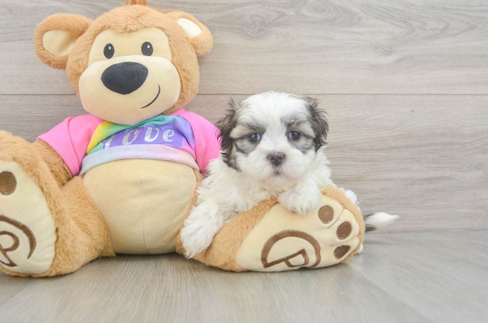 5 week old Teddy Bear Puppy For Sale - Puppy Love PR