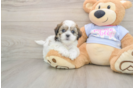 Teddy Bear Puppy for Adoption
