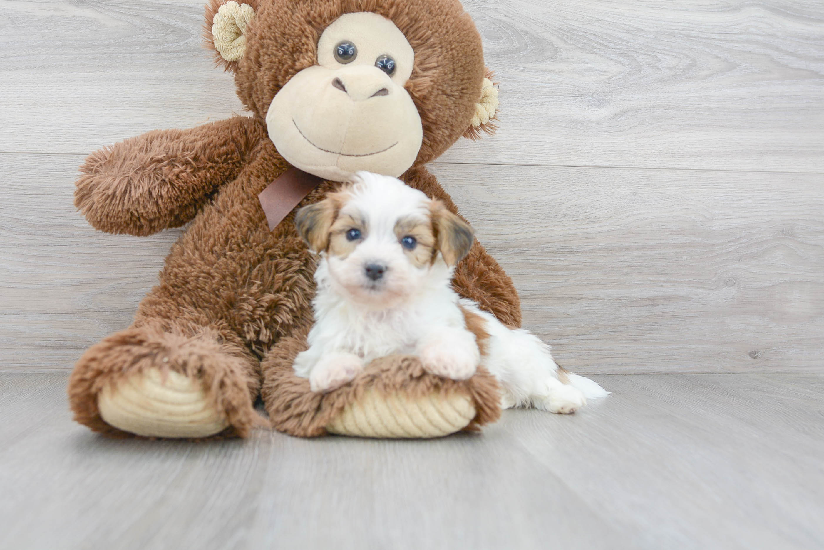 Teddy Bear Puppy for Adoption