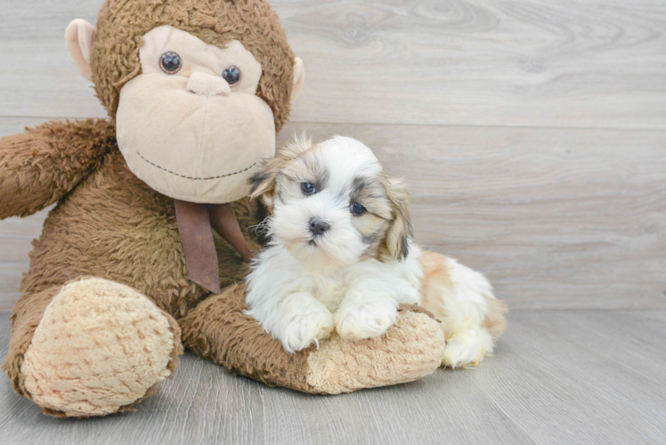 Meet Alvin - our Teddy Bear Puppy Photo 1/3 - Puppy Love PR Best Teddy Bear Baby
