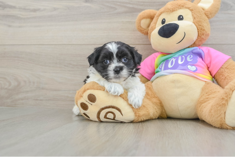 Popular Teddy Bear Designer Pup