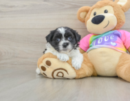 7 week old Teddy Bear Puppy For Sale - Puppy Love PR