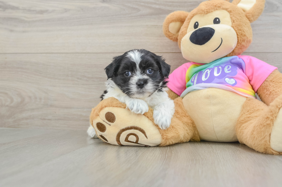 5 week old Teddy Bear Puppy For Sale - Puppy Love PR