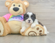 7 week old Teddy Bear Puppy For Sale - Puppy Love PR