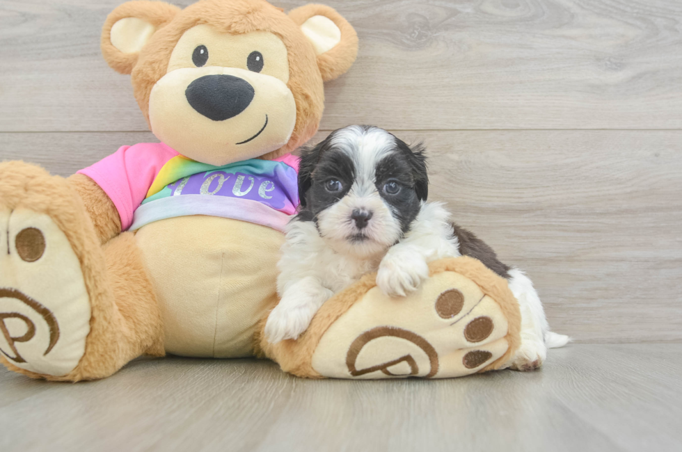 5 week old Teddy Bear Puppy For Sale - Puppy Love PR