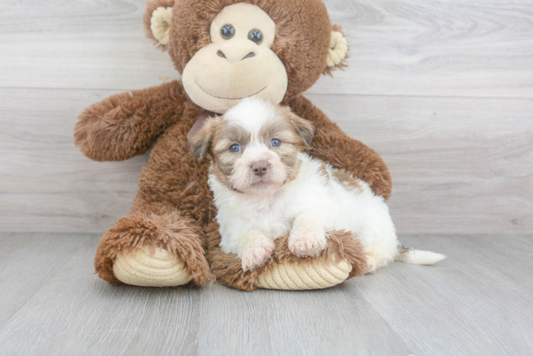 Meet Andy - our Teddy Bear Puppy Photo 1/3 - Puppy Love PR Cute Shichon Designer Puppy