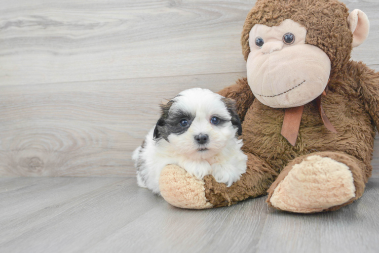 Teddy Bear Pup Being Cute