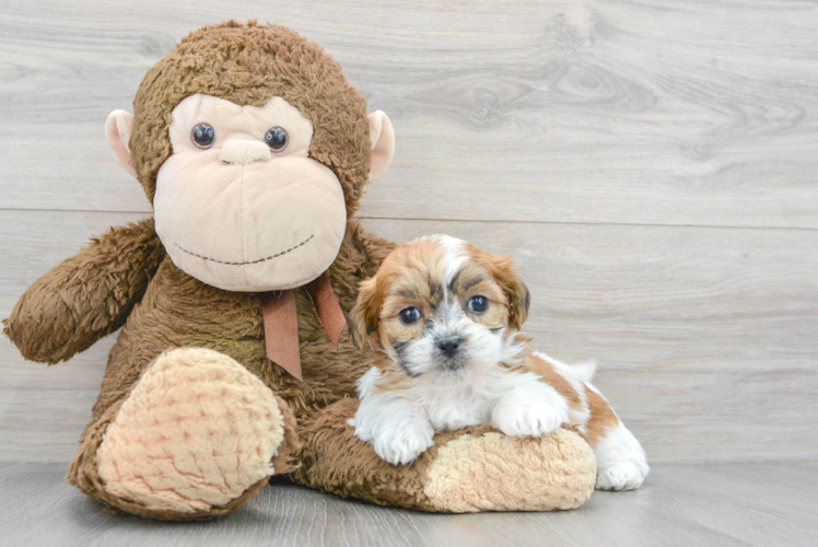 Meet Arielle - our Teddy Bear Puppy Photo 1/2 - Puppy Love PR Best Teddy Bear Baby