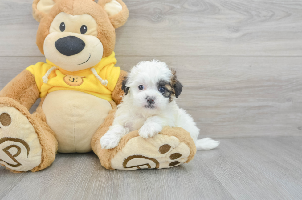6 week old Teddy Bear Puppy For Sale - Puppy Love PR