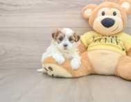 5 week old Teddy Bear Puppy For Sale - Puppy Love PR