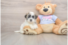 Adorable Shitzu Designer Puppy