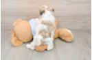 Teddy Bear Puppy for Adoption
