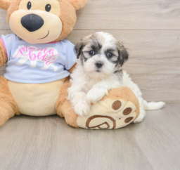 8 week old Teddy Bear Puppy For Sale - Puppy Love PR