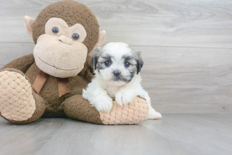 Meet Arielle - our Teddy Bear Puppy Photo 1/3 - Puppy Love PR Cute Shichon Designer Puppy