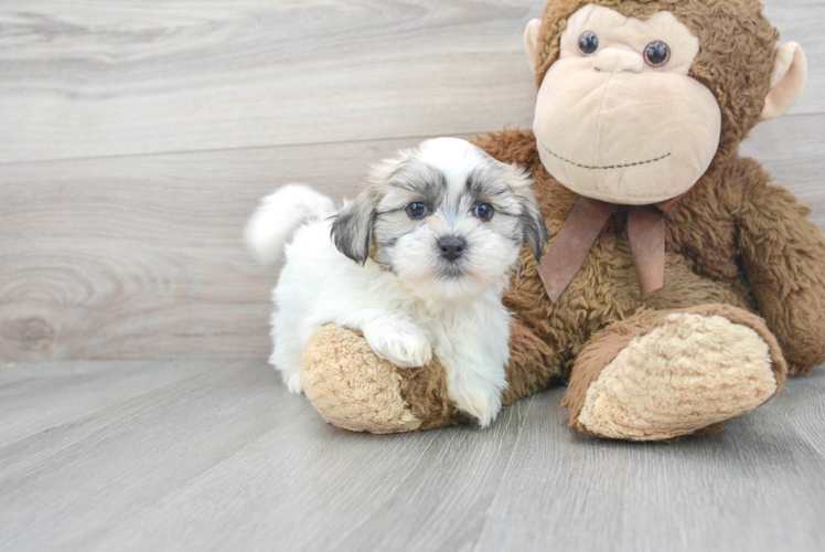 Meet Arielle - our Teddy Bear Puppy Photo 1/3 - Puppy Love PR Best Teddy Bear Baby