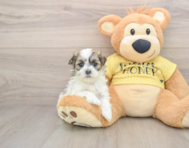 5 week old Teddy Bear Puppy For Sale - Puppy Love PR