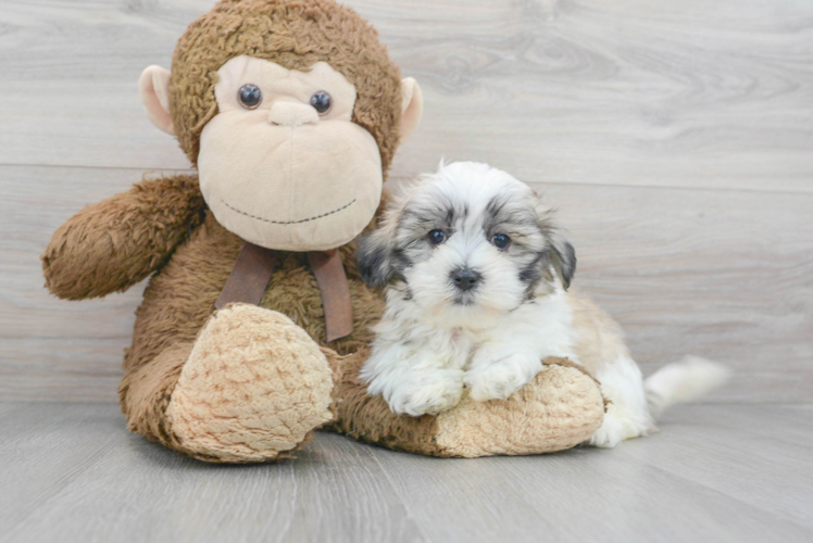 Meet Ashley - our Teddy Bear Puppy Photo 1/3 - Puppy Love PR Best Teddy Bear Baby