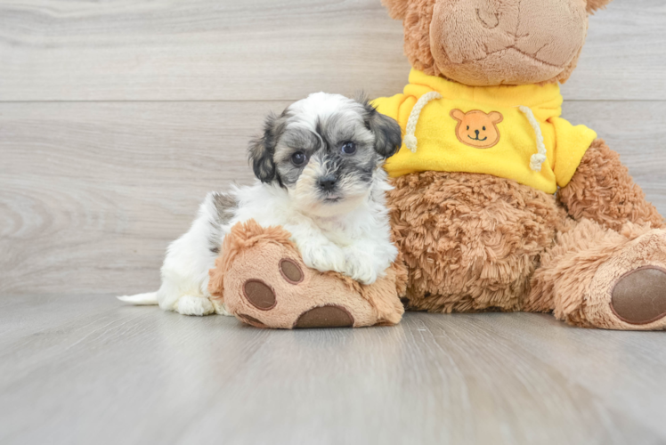 Meet Bailey - our Teddy Bear Puppy Photo 1/3 - Puppy Love PR Teddy Bear Puppy for Adoption