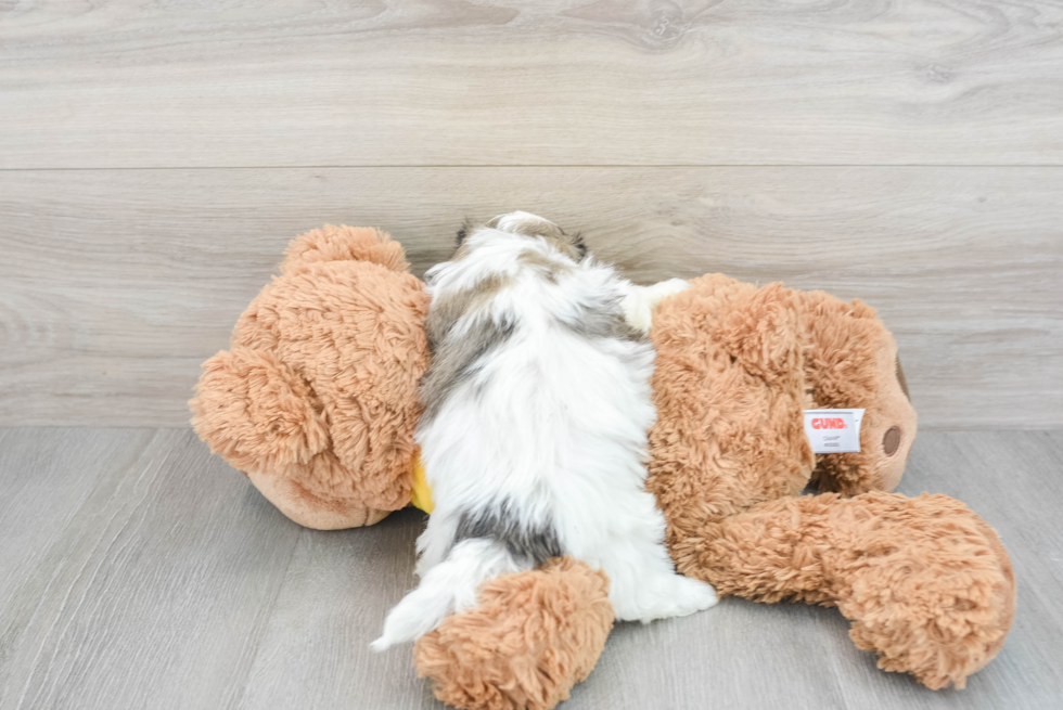 Friendly Teddy Bear Baby