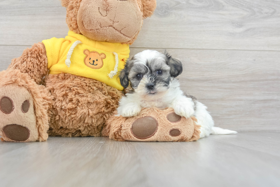 Teddy Bear Puppy for Adoption
