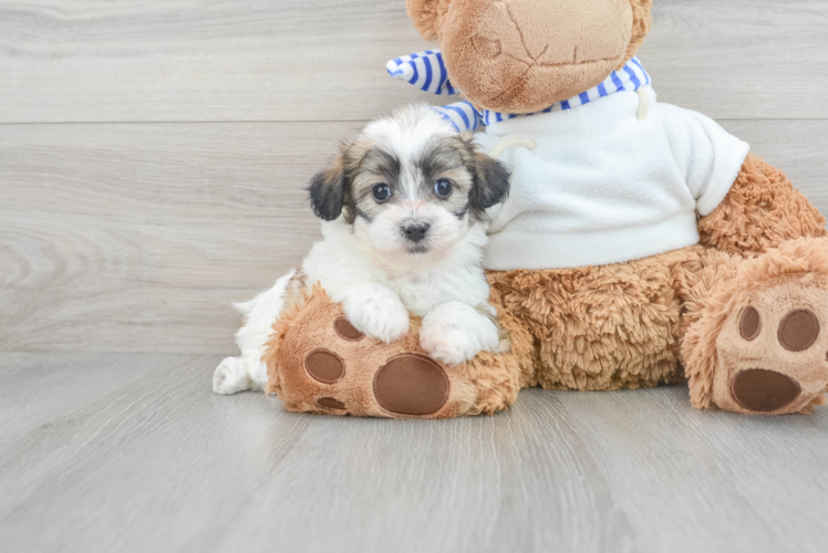 Meet Bailey - our Teddy Bear Puppy Photo 1/3 - Puppy Love PR Popular Teddy Bear Designer Pup