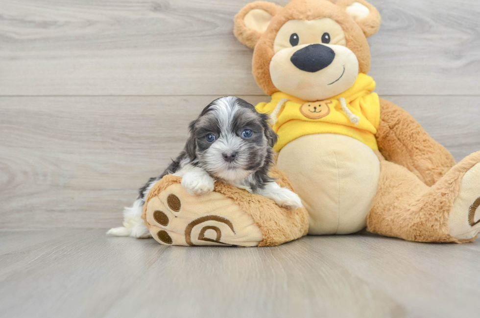 5 week old Teddy Bear Puppy For Sale - Puppy Love PR