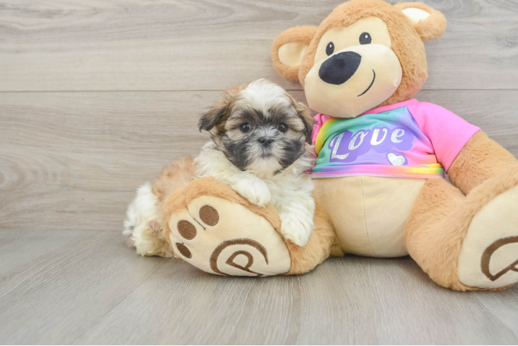 Meet Bailey - our Teddy Bear Puppy Photo 1/3 - Puppy Love PR Small Teddy Bear Baby
