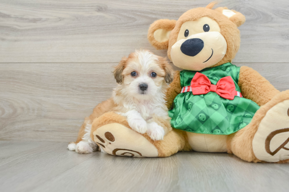 6 week old Teddy Bear Puppy For Sale - Puppy Love PR