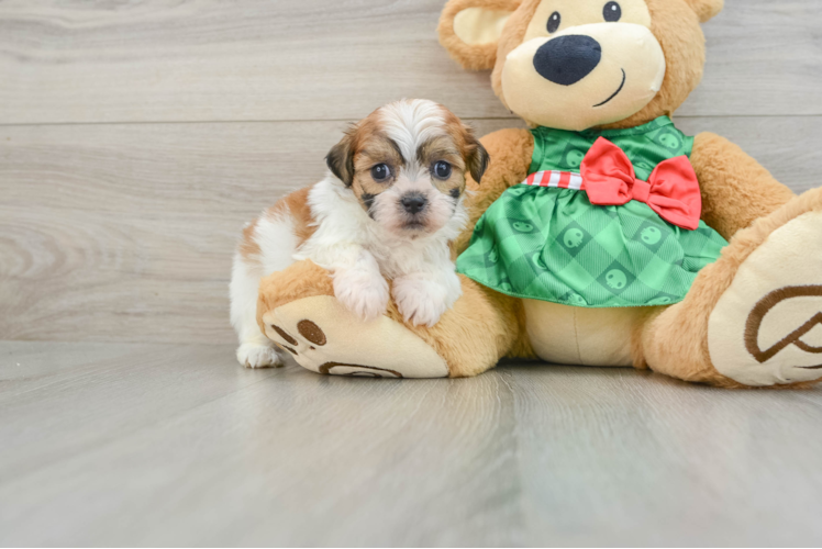 Meet Bailey - our Teddy Bear Puppy Photo 1/3 - Puppy Love PR Fluffy Teddy Bear Designer Pup
