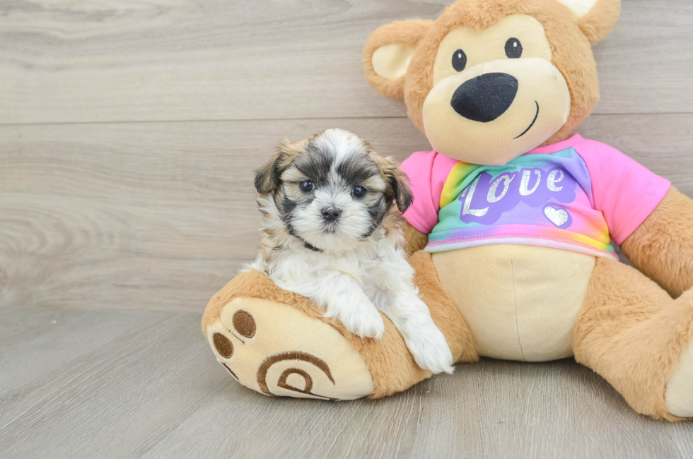 6 week old Teddy Bear Puppy For Sale - Puppy Love PR