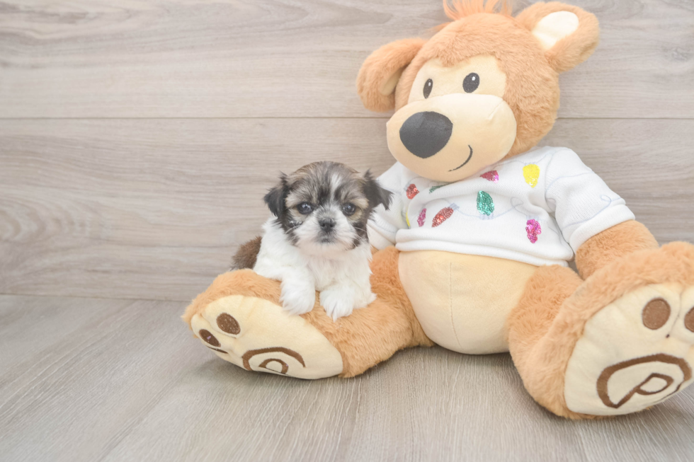 Teddy Bear Pup Being Cute