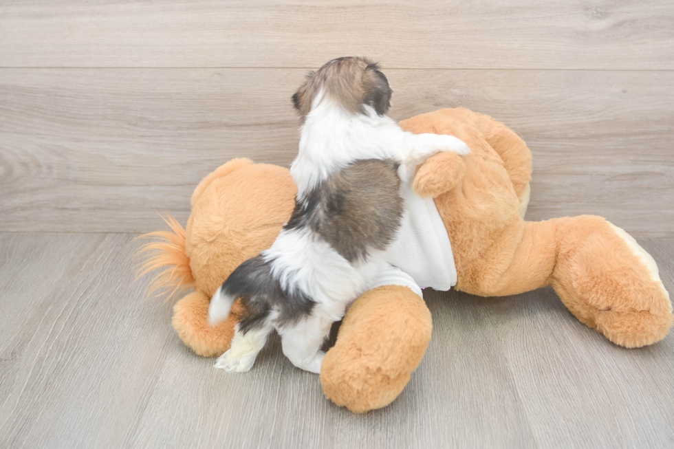 Hypoallergenic Shit Designer Puppy