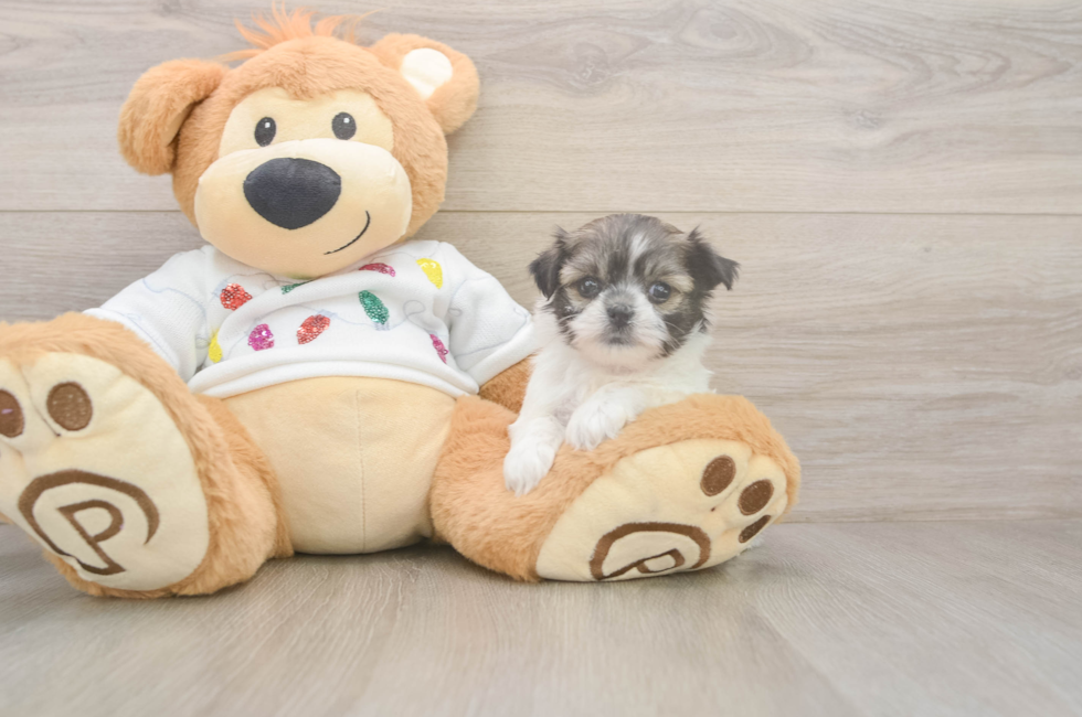 5 week old Teddy Bear Puppy For Sale - Puppy Love PR