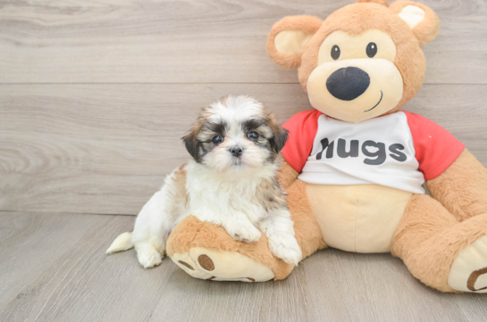 Friendly Teddy Bear Baby