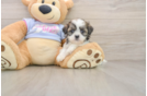 Adorable Shitzu Designer Puppy