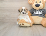 7 week old Teddy Bear Puppy For Sale - Puppy Love PR
