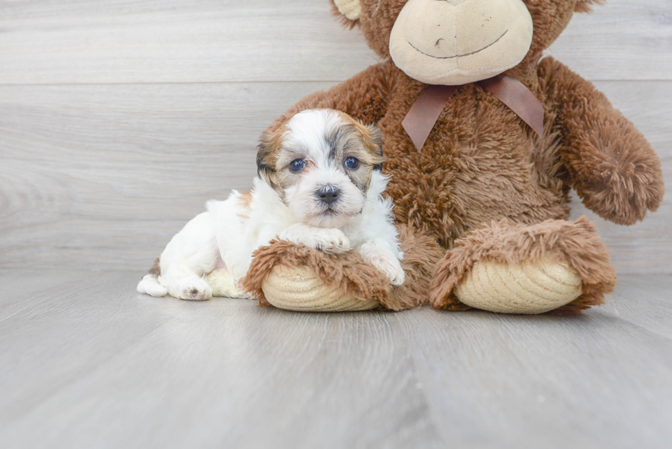 Cute Shi Chon Designer Puppy