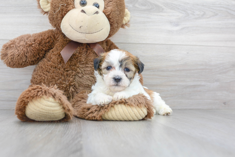 Teddy Bear Pup Being Cute