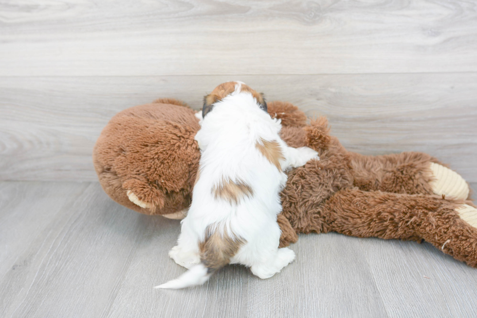 Cute Shitzu Designer Puppy