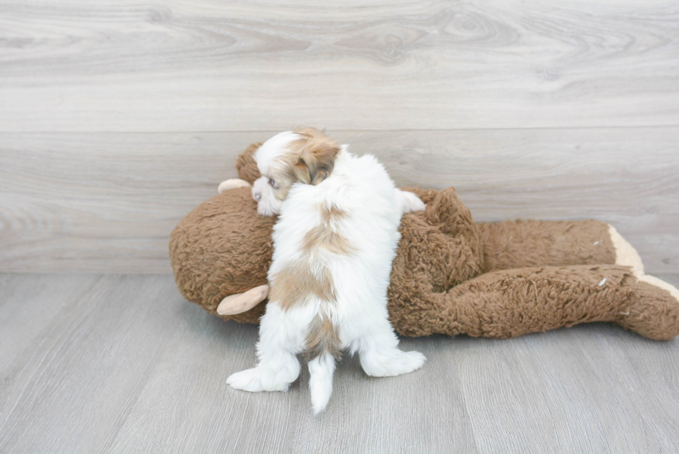 Best Teddy Bear Baby