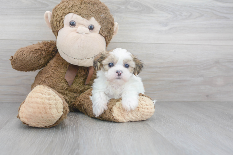 Teddy Bear Puppy for Adoption